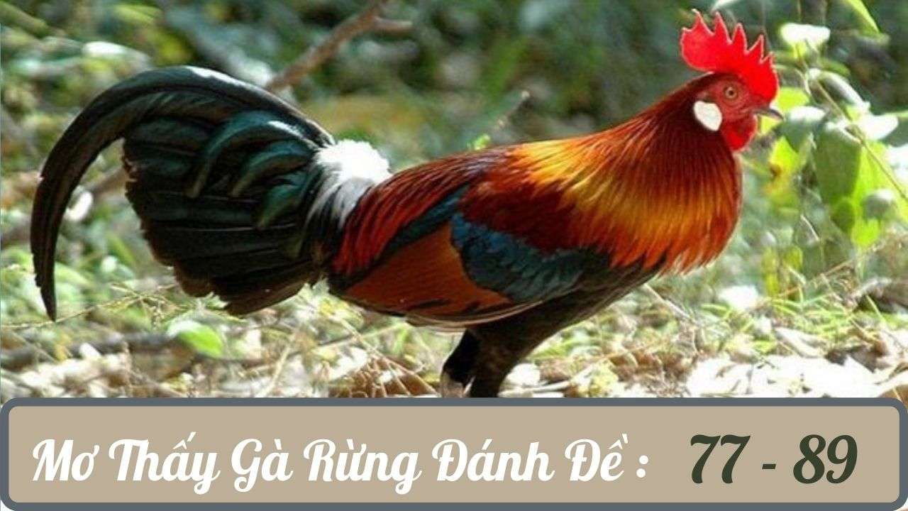 Nằm mơ thấy gà rừng chốt số con gì vào bờ nhanh