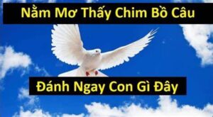 Giấc Mơ Thấy Chim Bồ Câu Đánh Con Số Mấy Húp Tiền Tỷ?