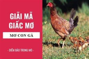 Mơ Thấy Gà Điềm Báo Tốt Hay Xấu? Đánh Con Gì Thắng Đậm?